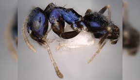 nova-formiga-de-cor-rarissima-e-descoberta-na-india-thumb.png