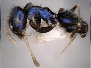 nova-formiga-de-cor-rarissima-e-descoberta-na-india-thumb.png