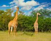 quanto-maior-melhor-afinal-por-que-as-girafas-tem-pescocos-compridos-thumb.png