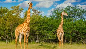 quanto-maior-melhor-afinal-por-que-as-girafas-tem-pescocos-compridos-thumb.png