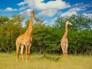 quanto-maior-melhor-afinal-por-que-as-girafas-tem-pescocos-compridos-thumb.png
