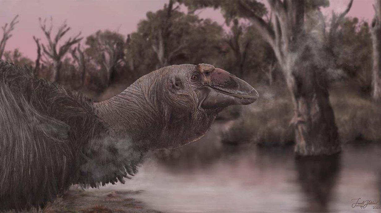 gigante-pre-historico-fosseis-revelam-segredos-de-antiga-ave-australiana-thumb.png