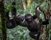 nova-especie-do-menor-entre-os-grandes-primatas-e-descoberta-na-alemanha-thumb.png