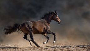 revolucao-equina-estudo-diz-que-cavalos-modernos-surgiram-ha-4200-anos-thumb.png