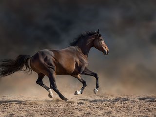 revolucao-equina-estudo-diz-que-cavalos-modernos-surgiram-ha-4200-anos-thumb.png