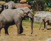 4-animais-com-comportamentos-curiosamente-religiosos-thumb.png
