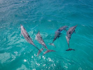 golfinhos-surpreendem-ao-cuidar-de-filhote-raro-e-estranho-no-camboja-thumb.png