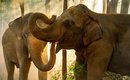 falou-comigo-elefantes-africanos-se-chamam-por-nomes-diz-estudo-thumb.png