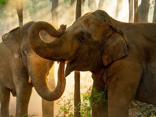 falou-comigo-elefantes-africanos-se-chamam-por-nomes-diz-estudo-thumb.png
