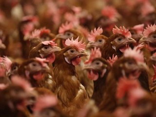e-possivel-prevenir-uma-pandemia-de-gripe-aviaria-em-humanos-thumb.png