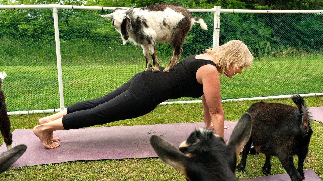 goat-yoga-a-pratica-que-combina-postura-fisica-respiracao-e-cabras-thumb.png