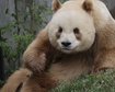 misterio-desvendado-a-historia-dos-pandas-marrons-das-montanhas-qinling-thumb.png