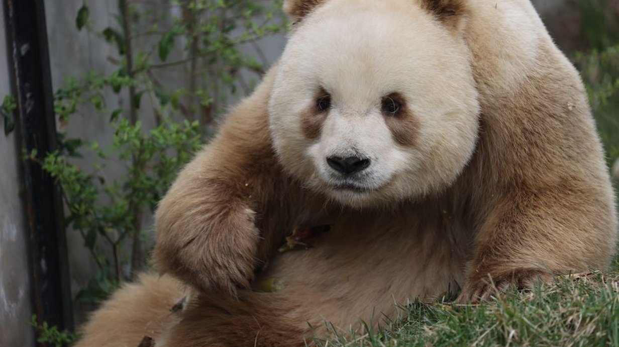 misterio-desvendado-a-historia-dos-pandas-marrons-das-montanhas-qinling-thumb.png