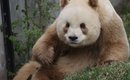 misterio-desvendado-a-historia-dos-pandas-marrons-das-montanhas-qinling-thumb.png