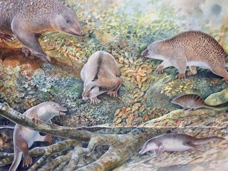 ancestrais-do-ornitorrinco-e-da-equidna-viveram-ha-100-milhoes-de-anos-na-australia-thumb.png
