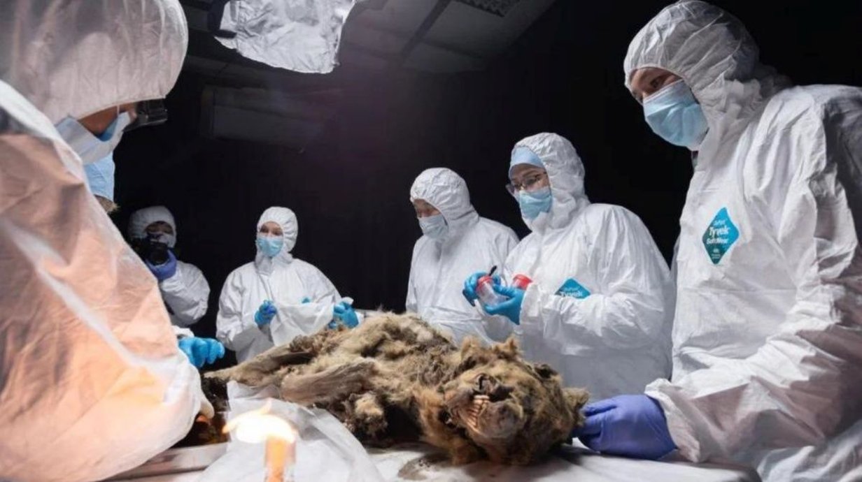 lobo-congelado-de-44-mil-anos-achado-na-siberia-pode-guardar-virus-antigos-thumb.png
