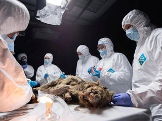 lobo-congelado-de-44-mil-anos-achado-na-siberia-pode-guardar-virus-antigos-thumb.png