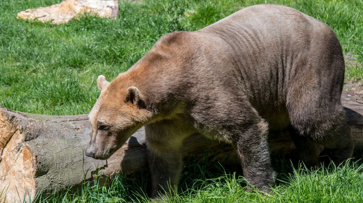 conheca-o-urso-grolar-o-hibrido-que-pode-se-tornar-comum-com-o-aquecimento-global-thumb.png