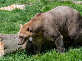 conheca-o-urso-grolar-o-hibrido-que-pode-se-tornar-comum-com-o-aquecimento-global-thumb.png
