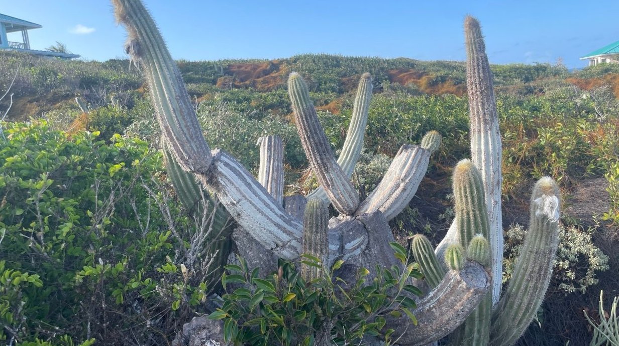 especie-de-cacto-e-extinta-nos-eua-devido-a-elevacao-do-mar-thumb.png