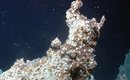 diretamente-das-profundezas-fontes-hidrotermais-sao-descobertas-no-artico-thumb.png
