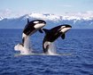 4-comportamentos-fascinantes-das-orcas-thumb.png