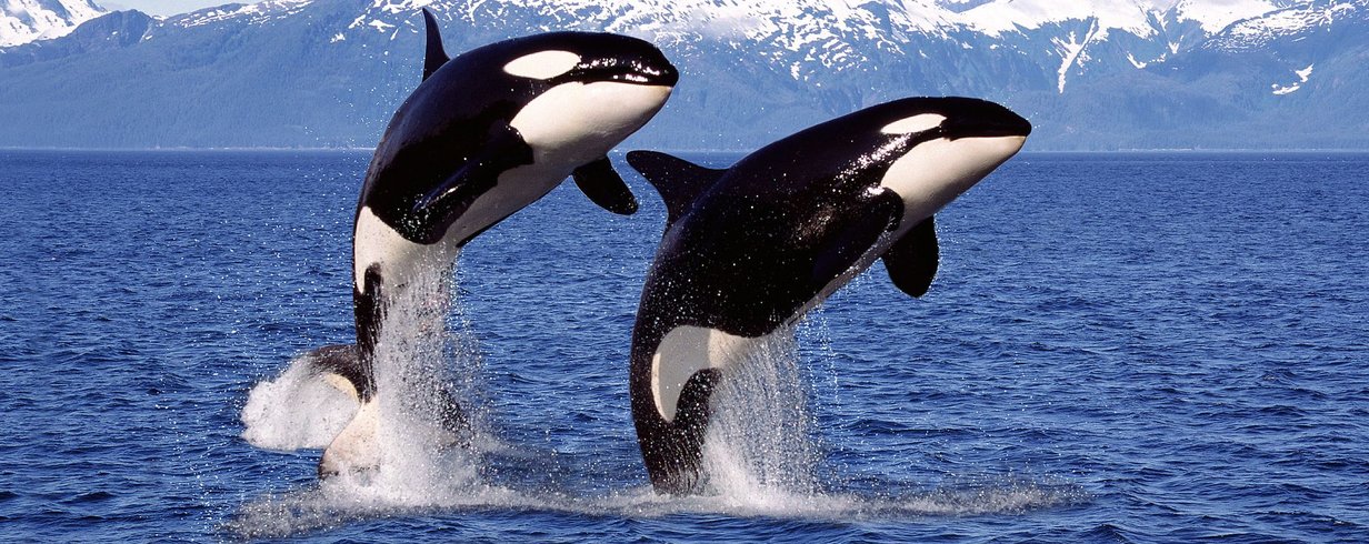 4-comportamentos-fascinantes-das-orcas-thumb.png