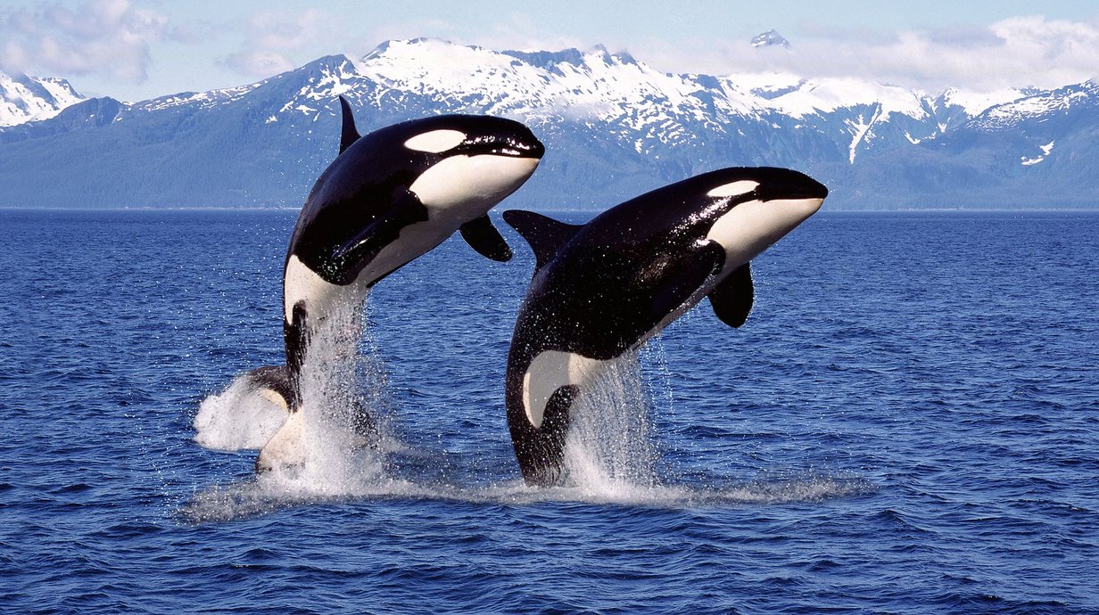 4-comportamentos-fascinantes-das-orcas-thumb.png