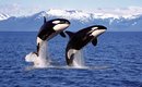 4-comportamentos-fascinantes-das-orcas-thumb.png