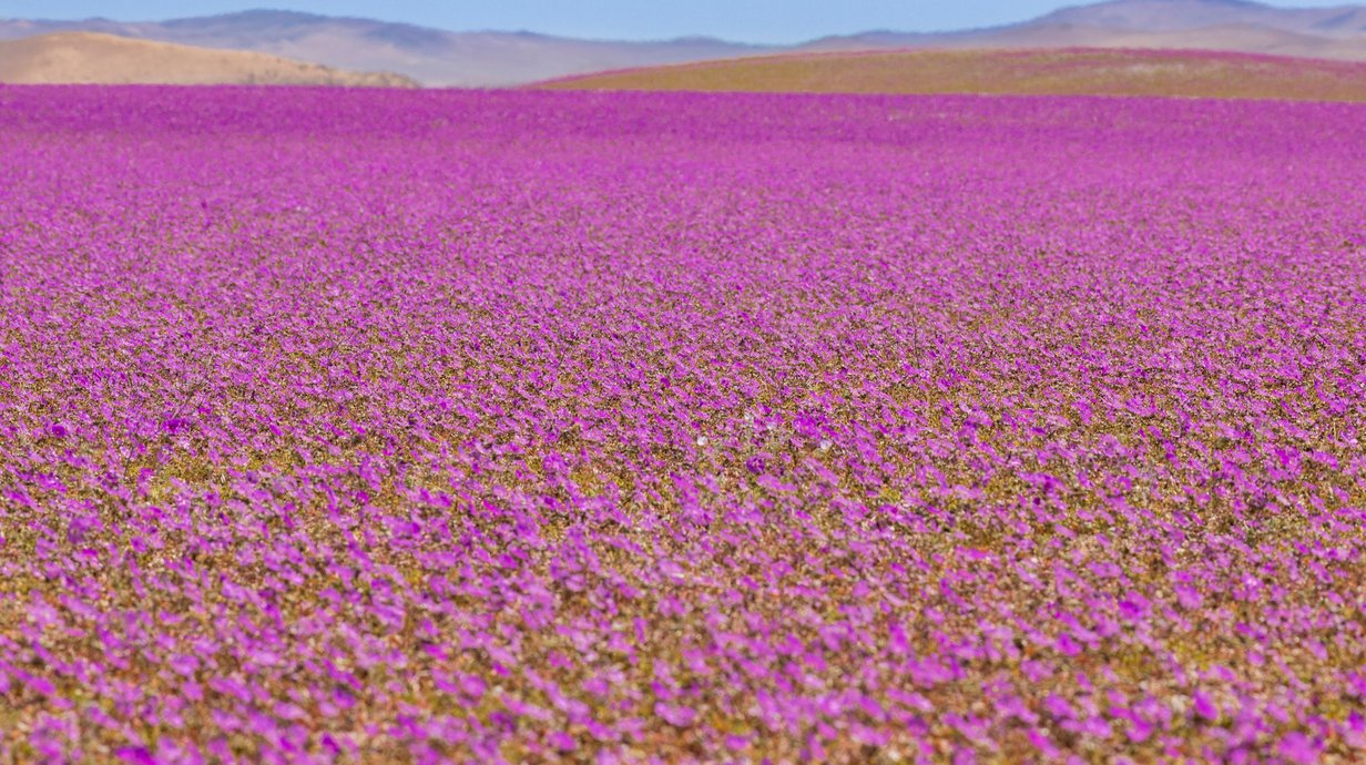 deserto-mais-quente-do-mundo-aparece-roxo-em-fenomeno-incrivel-thumb.png