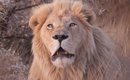 leoes-quebram-recorde-nadando-rio-com-mais-de-15-km-cheio-de-predadores-veja-video-thumb.png