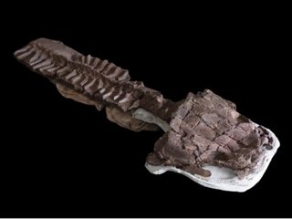 pesquisadores-descobrem-monstro-de-continente-perdido-mais-antigo-que-dinossauros-thumb.png