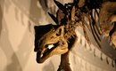 ossos-de-dinossauro-exibidos-em-museus-sao-de-verdade-thumb.png