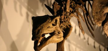ossos-de-dinossauro-exibidos-em-museus-sao-de-verdade-thumb.png