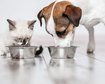 reino-unido-vai-usar-carne-de-laboratorio-para-racao-de-animais-de-estimacao-thumb.png