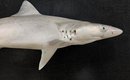 tubaroes-brasileiros-testam-positivo-para-cocaina-em-pesquisa-da-fiocruz-thumb.png