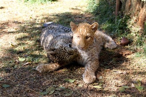 Sem as tradicionais manchas pretas, os leopardos-morango se disfarçam melhor na natureza. (Fonte: Getty Images)