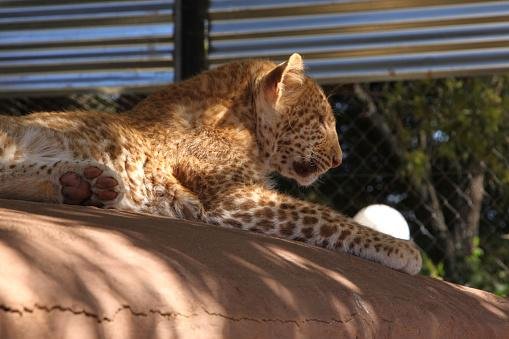 Pesquisadores acreditam que coloração rosada dos leopardos-morango pode estar relacionada ao albinismo. (Fonte: Getty Images)