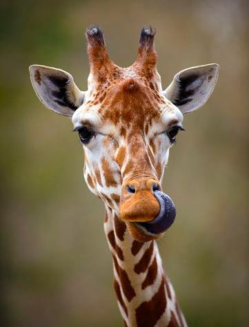 As línguas das girafas são bastante flexíveis e elas podem limpar seus olhos, nariz e orelhas com elas. (Fonte: Getty Images/Reprodução)