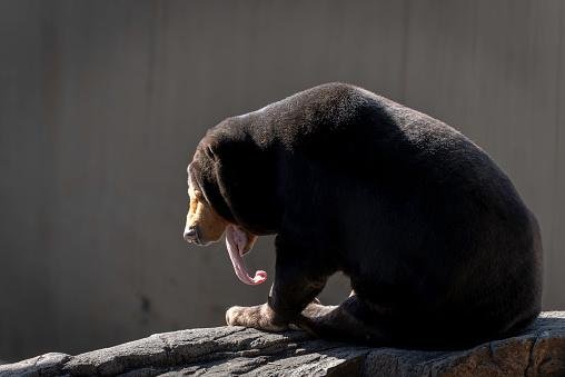 A língua do urso-do-sol mostra uma incrível adaptação às florestas tropicais do Sudeste Asiático. (Fonte: Getty Images/Reprodução)