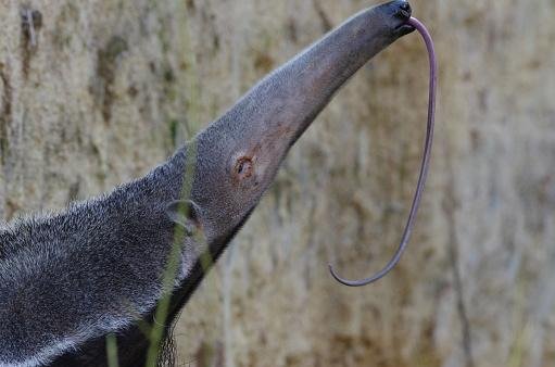 A língua comprida e pegajosa é fundamental para a dieta especializada do tamanduá. (Fonte: Getty Images/Reprodução)