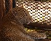 raro-leopardo-morango-e-avistado-pela-primeira-vez-na-tanzania-thumb.png