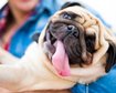 estudo-digitaliza-cranio-de-diversas-racas-de-cachorros-inclusive-do-pug-thumb.png