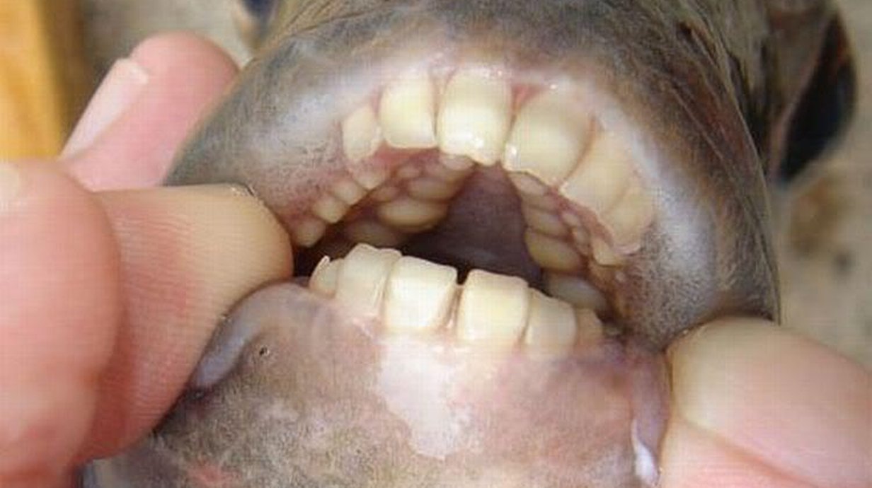 pacu-a-piranha-vegetariana-com-dentes-humanos-thumb.png