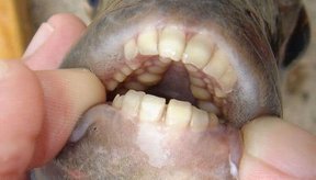 pacu-a-piranha-vegetariana-com-dentes-humanos-thumb.png