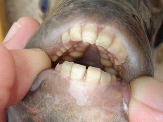 pacu-a-piranha-vegetariana-com-dentes-humanos-thumb.png