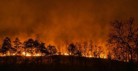 Incêndios têm consumido as florestas de várias partes do mundo, inclusive no Brasil. (Fonte: GettyImages/ Reprodução)