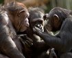 chimpanzes-sao-capazes-de-aprender-e-falar-palavras-humanas-diz-estudo-thumb.png