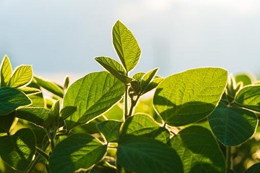 As plantas trocam gases com o ambiente através de poros em suas folhas. (Fonte: Getty Images/Reprodução)