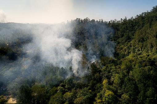 A fumaça dos incêndios florestais pode prejudicar a saúde das plantas. (Fonte: Getty Images/Reprodução)